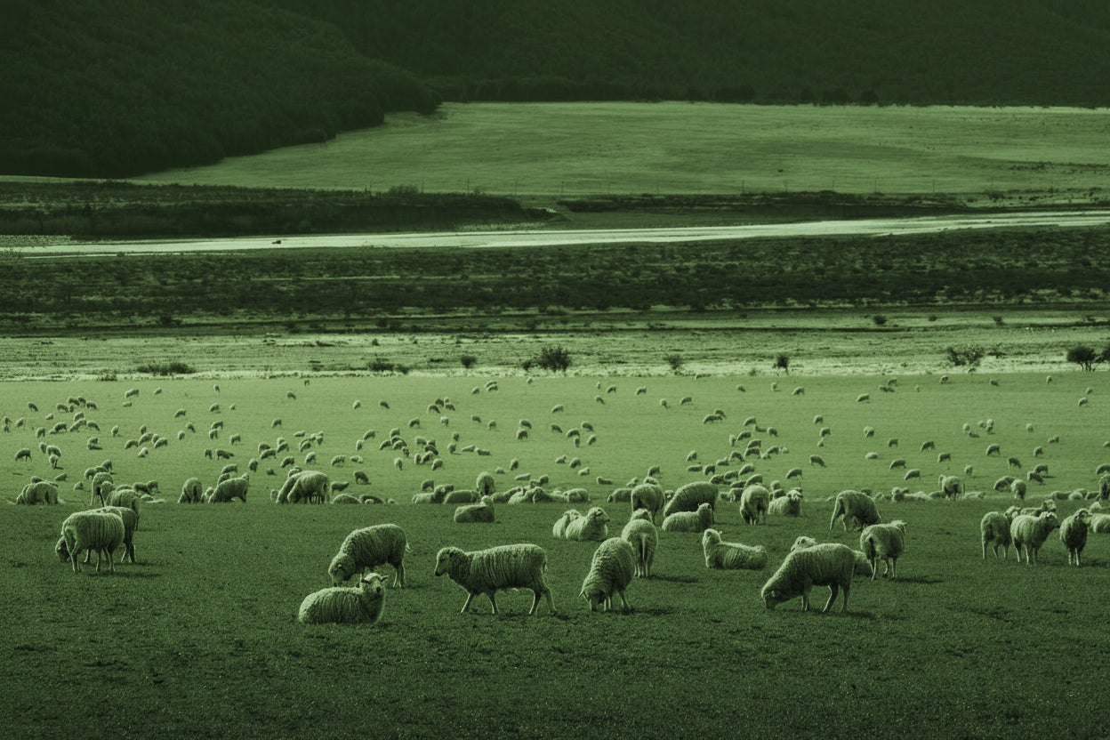 Sheep grazing in a green field with a scenic background